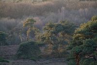 Veluwe, het laatste licht