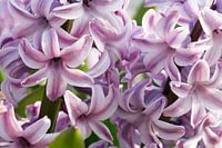 Pink hyacinth