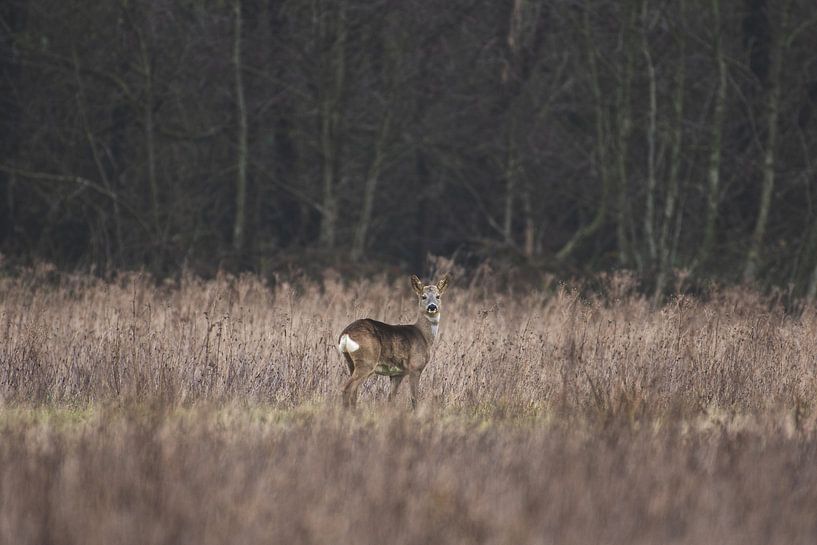Ree alert opkijkend in open veld / weide van Maarten Oerlemans