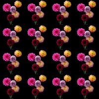 Bunch of Dahlias's 4x4 coloured