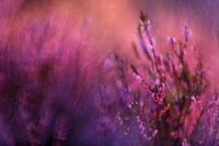 Blühendes Heidekraut