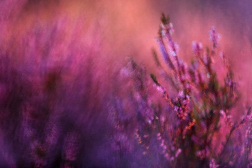 Blühendes Heidekraut von Marijn Heuts