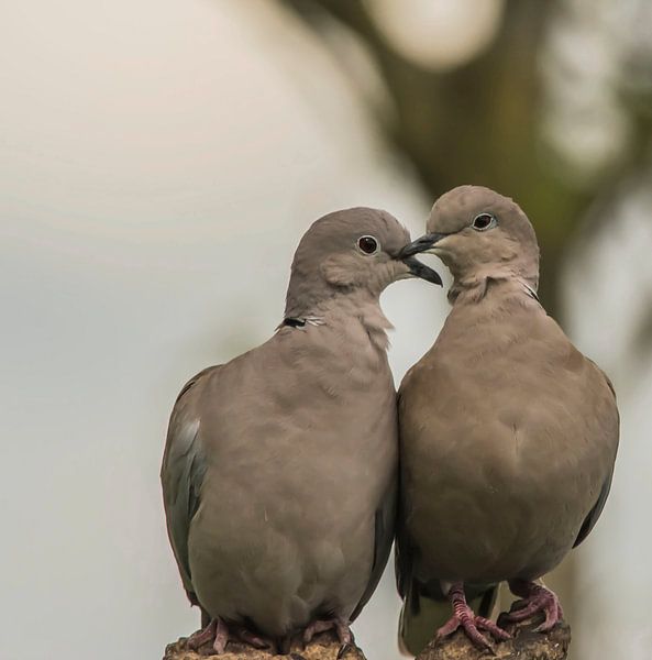 Lovebirds by Stephan Scheffer