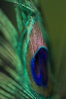 Plume de paon