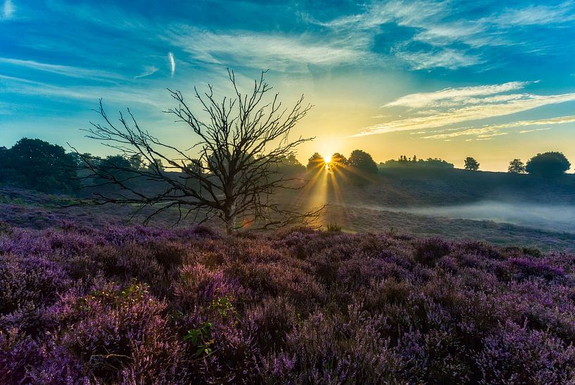 Posbank - Nederland par Roy Poots