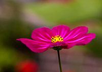 Fleur de Cosmea rose/rouge