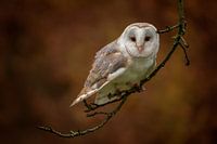 Kerkuil op een tak met herfstkleuren.