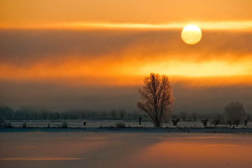 Einsamer Baum am Morgen von Jeroen Harleman