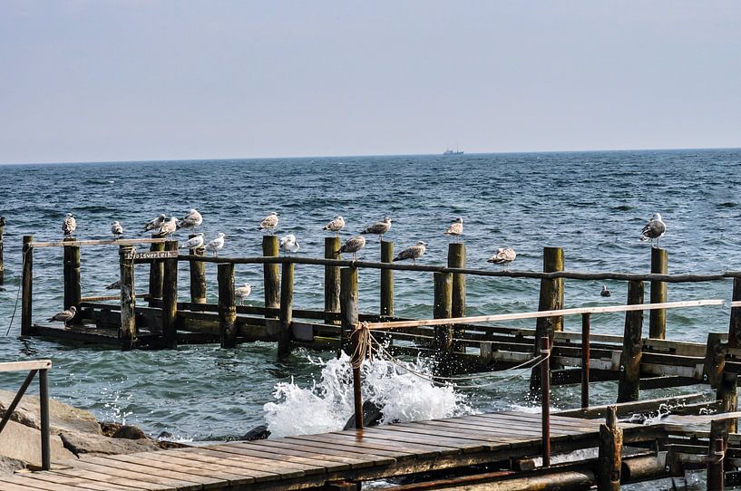 Meeuwen aan de steiger op Vitt, Rügen van GH Foto & Artdesign