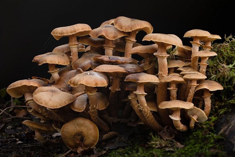 Eine Gruppe von Pilzen in der Herbstsonne von Peter van Dam