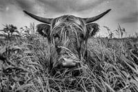 Scottish Highlander cow