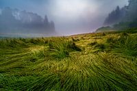 Dynamic grass in the mist