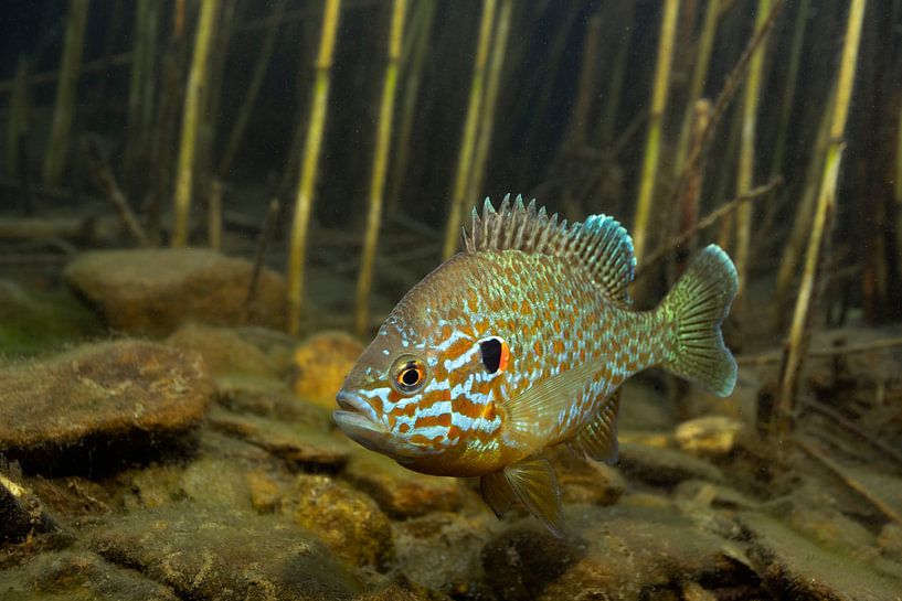 Sonnenfisch in der Laichdecke von Arthur de Bruin