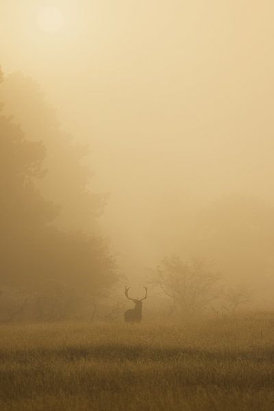Hirsche im Nebel von Justin Bos