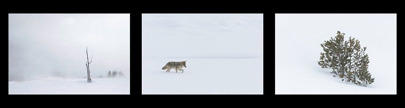 Le pays des merveilles de l'hiver à Yellowstone par Andius Teijgeler