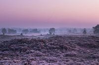 Sonnenaufgang Heideland Aekingerzand