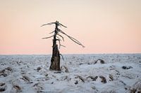 Verbrande boom in sneeuwlandschap bij zonsopkomst