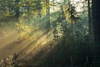 Zonsopkomt herfstbos Planken Wambuis.