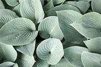 Hosta leaves
