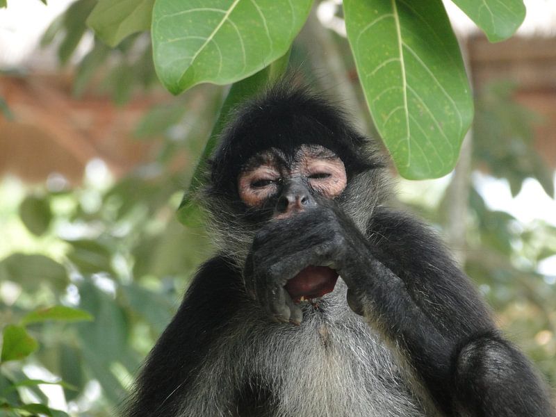 Aap eet fruit uit boom von Marcel Schouten
