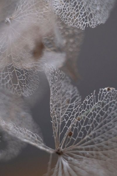 la nature est fragile  par Karin van Bylevelt