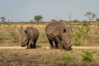 Nashorn mit Nachwuchs