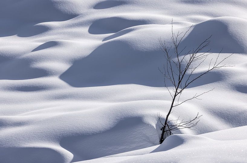 Baum mit Winterschutz von Adelheid Smitt