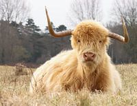 Schottischer Highlander