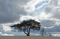Stilistischer Baum auf der Dünenspitze
