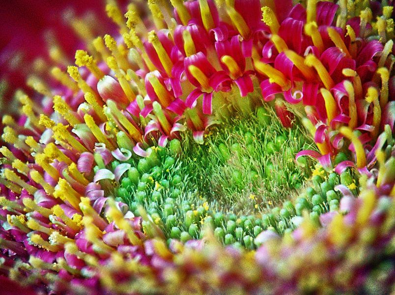 Fleur de géranium par Edgar Schermaul