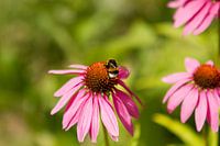 Hommel op Zonnehoed bloem