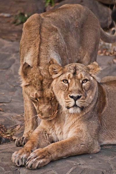 Schöne und starke Löwin von Michael Semenov