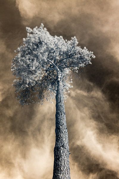 Infrared photography of a stately tree from a unique perspective with dramatic golden sky. Photo print. by Hidden Light Gallery
