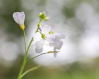 Zerbrechliche Blume mit Bokeh