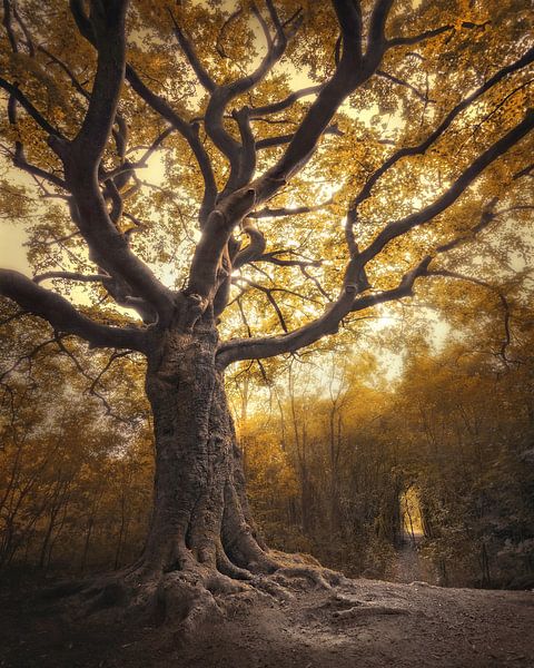 Hänsel und gretel von Rob Visser