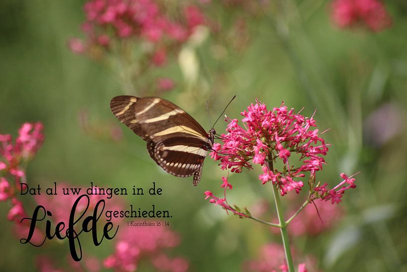 Alles geschehe in Liebe - Leinwandbibeltext von Wilma Meurs