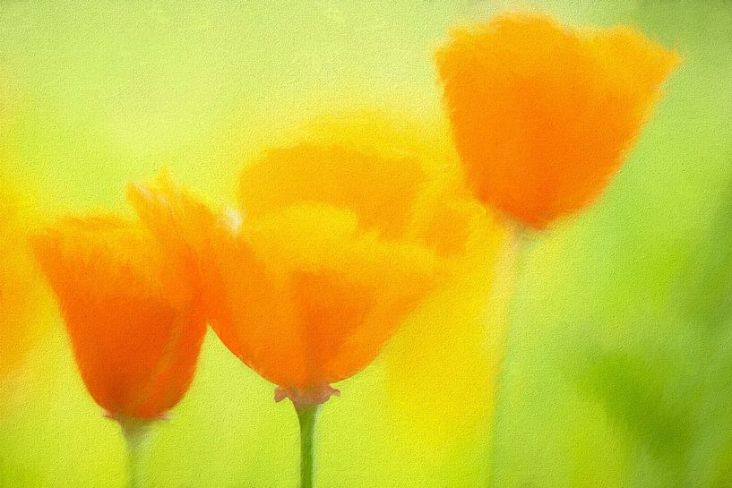 Poppy (mock poppy) by Francis Dost