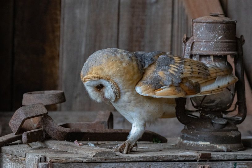 Portret van een uil van Bas Greevink