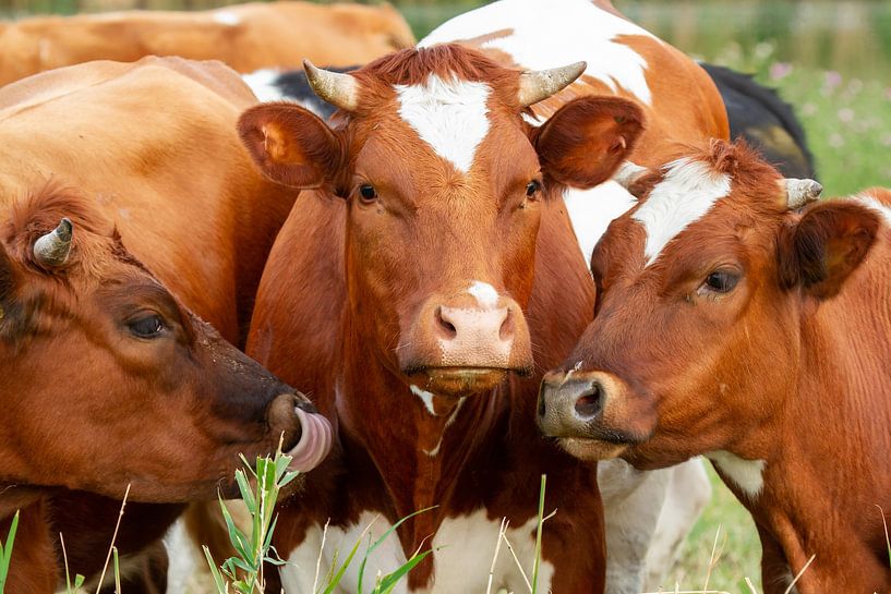 Drei niederländische Kühe von Dennis Schaefer