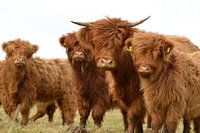 Neugierige Gruppe schottischer Hochländer