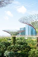 Superbäume in den Gardens By The Bay, Singapur