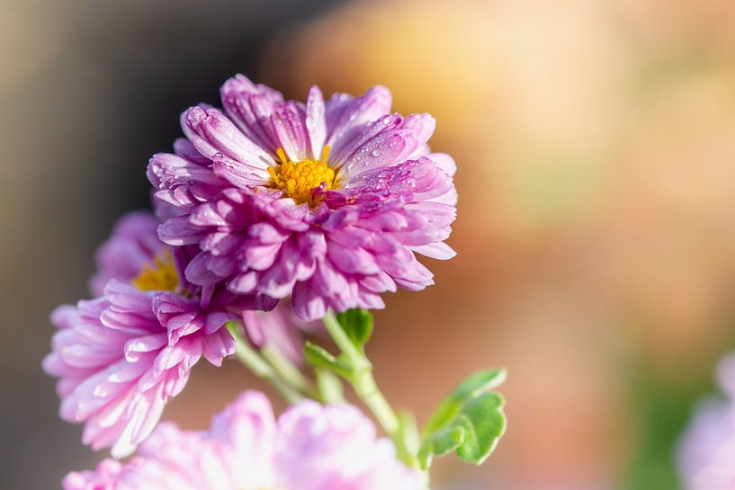 Roze chrysant by Adriaan Westra
