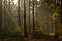 Sunshine in the forest in autumn