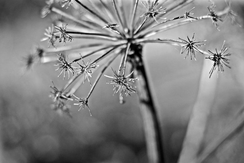 Petites étoiles par Petra Dreiling-Schewe