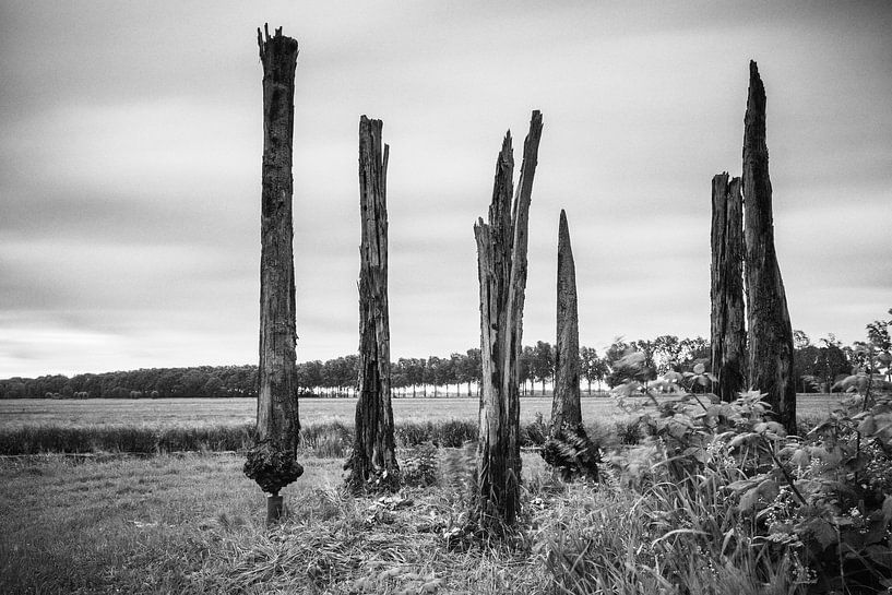 Veeneiken in de Alblasserwaard von Jan van der Vlies