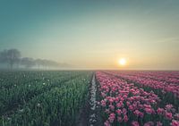 Tulip fields just after the sunrise.