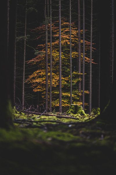 Herbst gefangen von Matthias Ettinger
