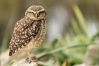 Burrowing owl