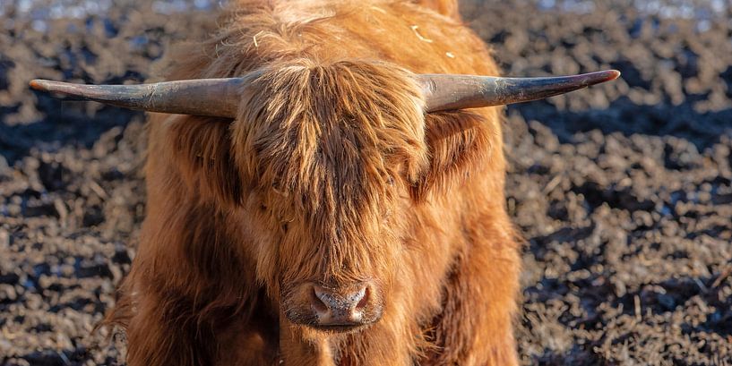 Schottisches Hochlandrind (Galloway) von t.ART