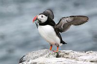 Macareux moine dans les îles Farne